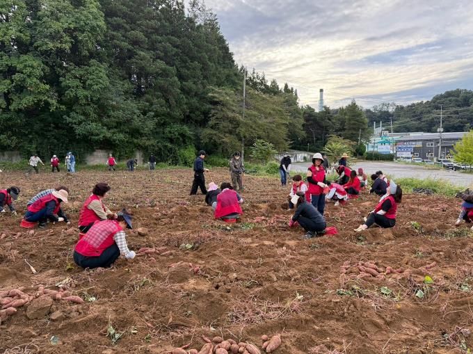 오산시 남촌동, 고구마 수확으로 불우이웃 돕기 나서