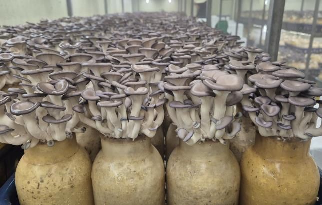 기존 배지로 재배되고 있는 느타리(양평군 소재 B농가)