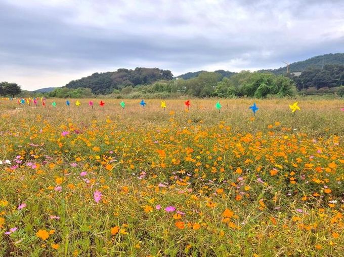 제3회 여주 대신섬 가을사랑 축제 개막…가을바람 따라 알록달록 바람개비 물결