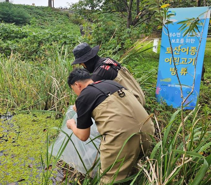 경기도 지정 보호 야생생물 ‘버들붕어’ 1천 마리 경안천습지 방류