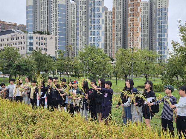 도심 속 ‘전래 벼 수확 체험’을 하고 있는 어린이들