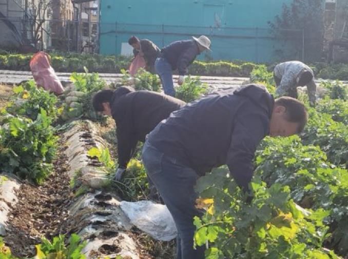 파주시 법원읍 대능5리 김인호 이장, ‘사랑의 김장무 1,000개’ 나눔