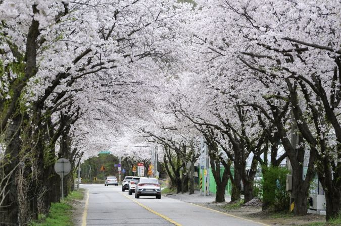 벚꽃 구경 멀리 갈 이유 없다, 광주에 다 있으니까